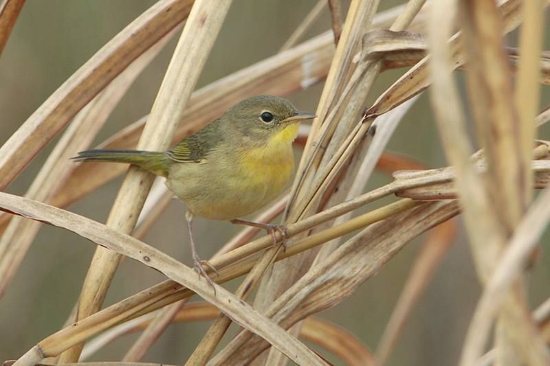 Common Yellowthroat