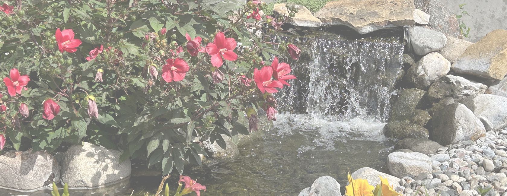 Elderly woman looking at a smartphone.
