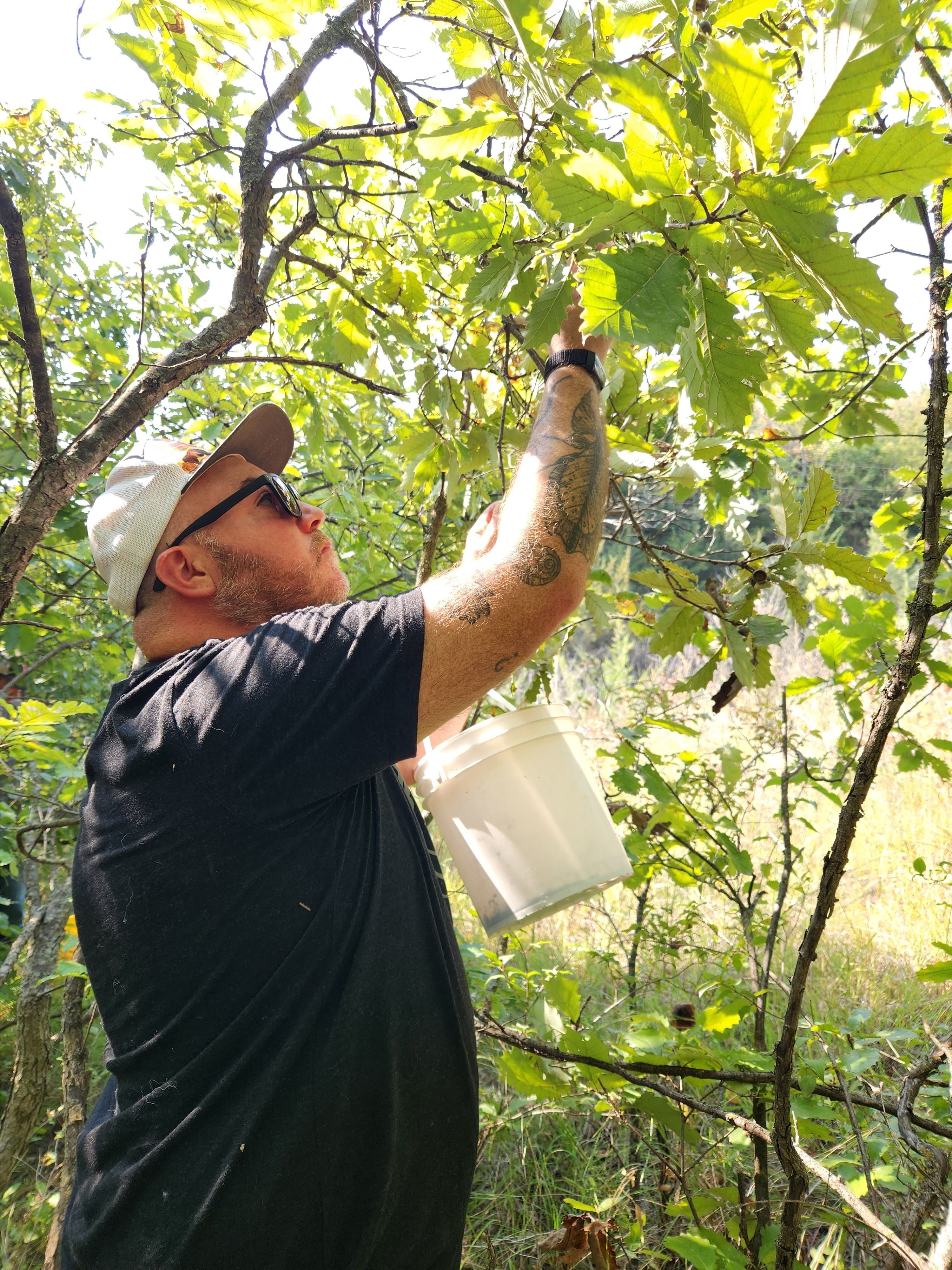 A man collects dwarf chinkapin oak acorns from a tree