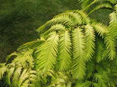 Dawn Redwood - Pack of 100 Seedlings (6"- 12")