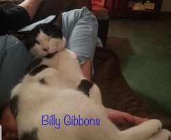 Billy Gibbons