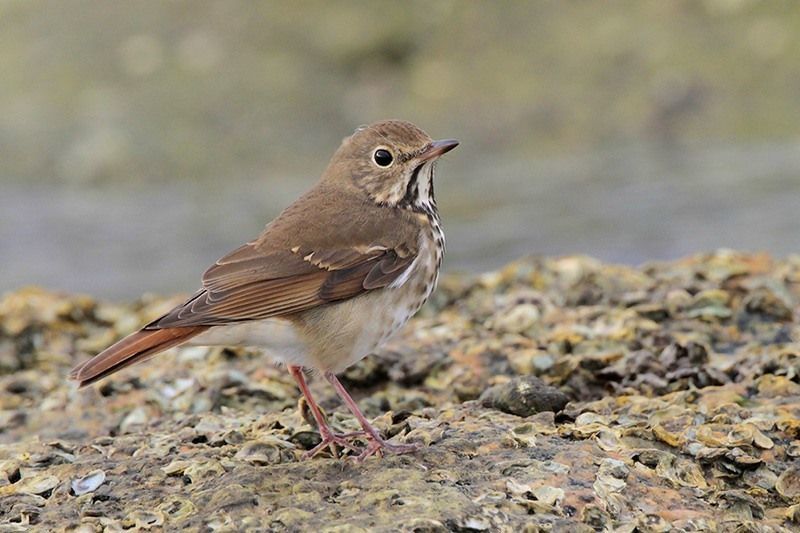 Hermit Thrush