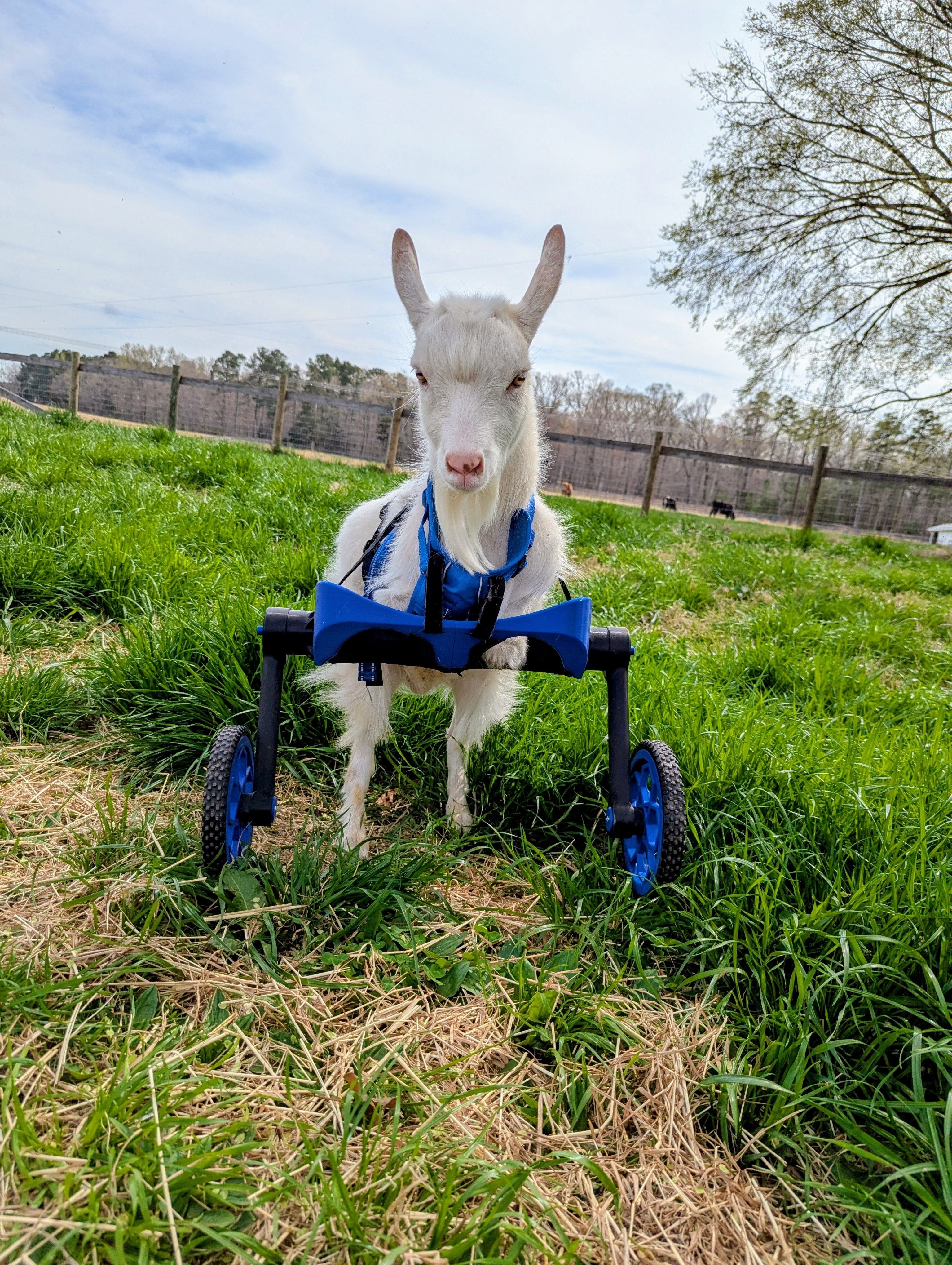 Watch 45 Seconds of Lucca Cuteness