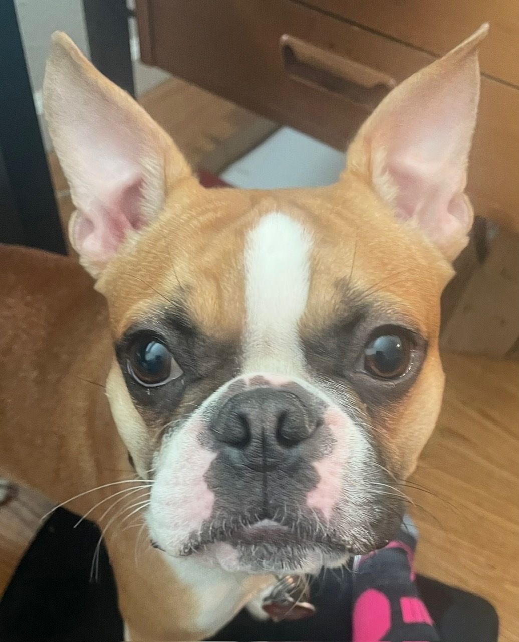 Otis