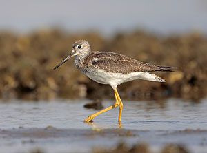 Greater Yellowlegs