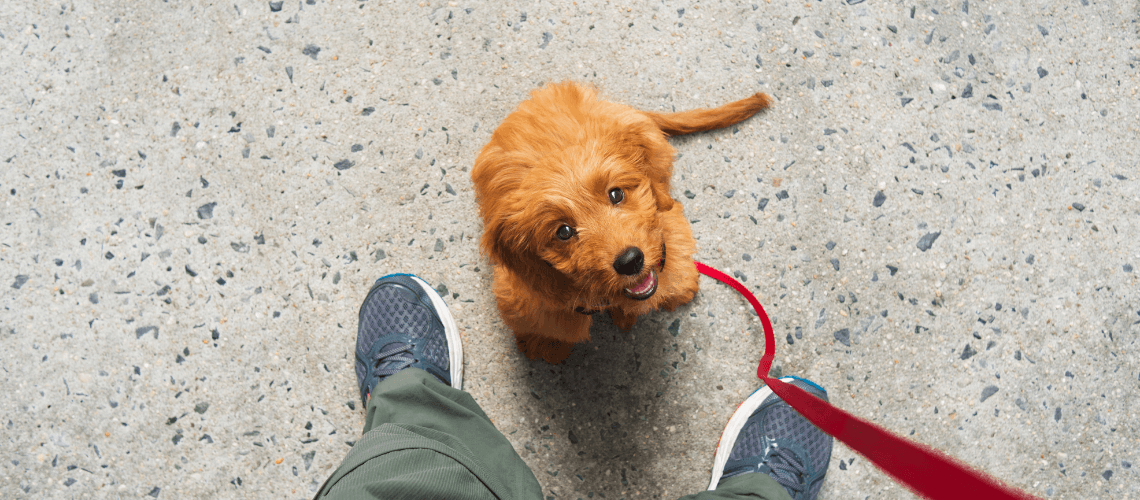 Dog & Puppy Training
