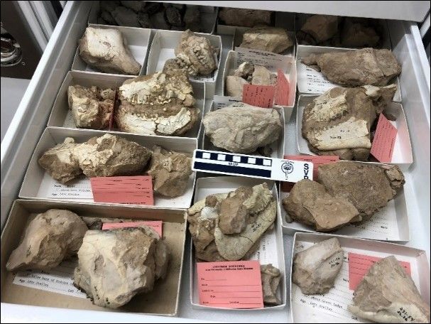 Under-prepared specimens
