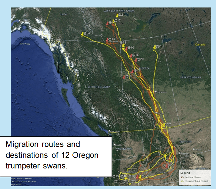 Oregon GPS collared swan migrations