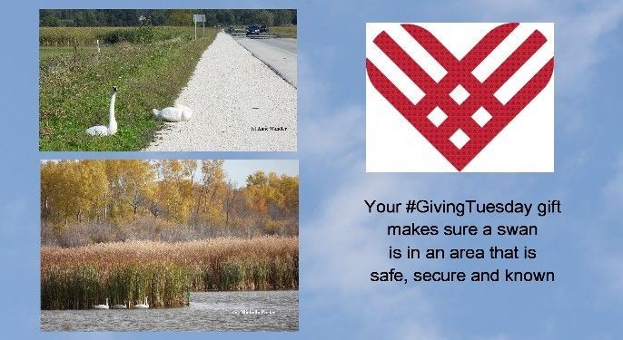 Your #GivingTuesday donation will help trumpeter swans and wetland habitat