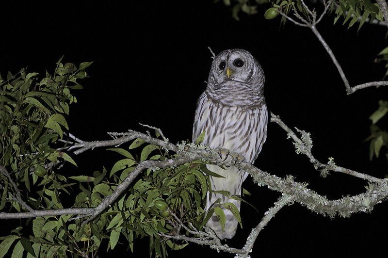 Barred Owl