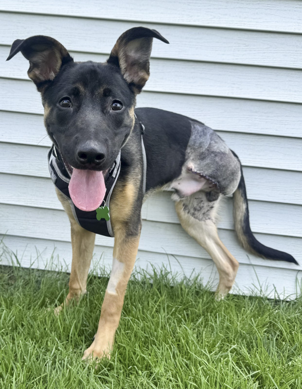 Jonas