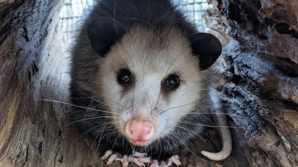 Understanding Daytime Raccoon Behavior