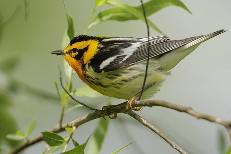 Blackburnian Warbler