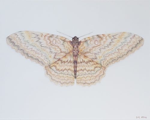 Zoe Kovo - Brown Banded Moth