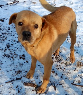 Lars - ADOPTED