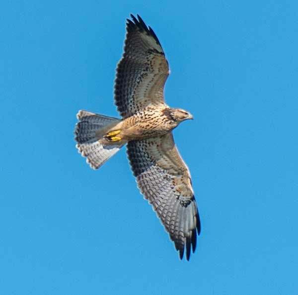 Senior Bus Trip to Smith Point Hawk Watch