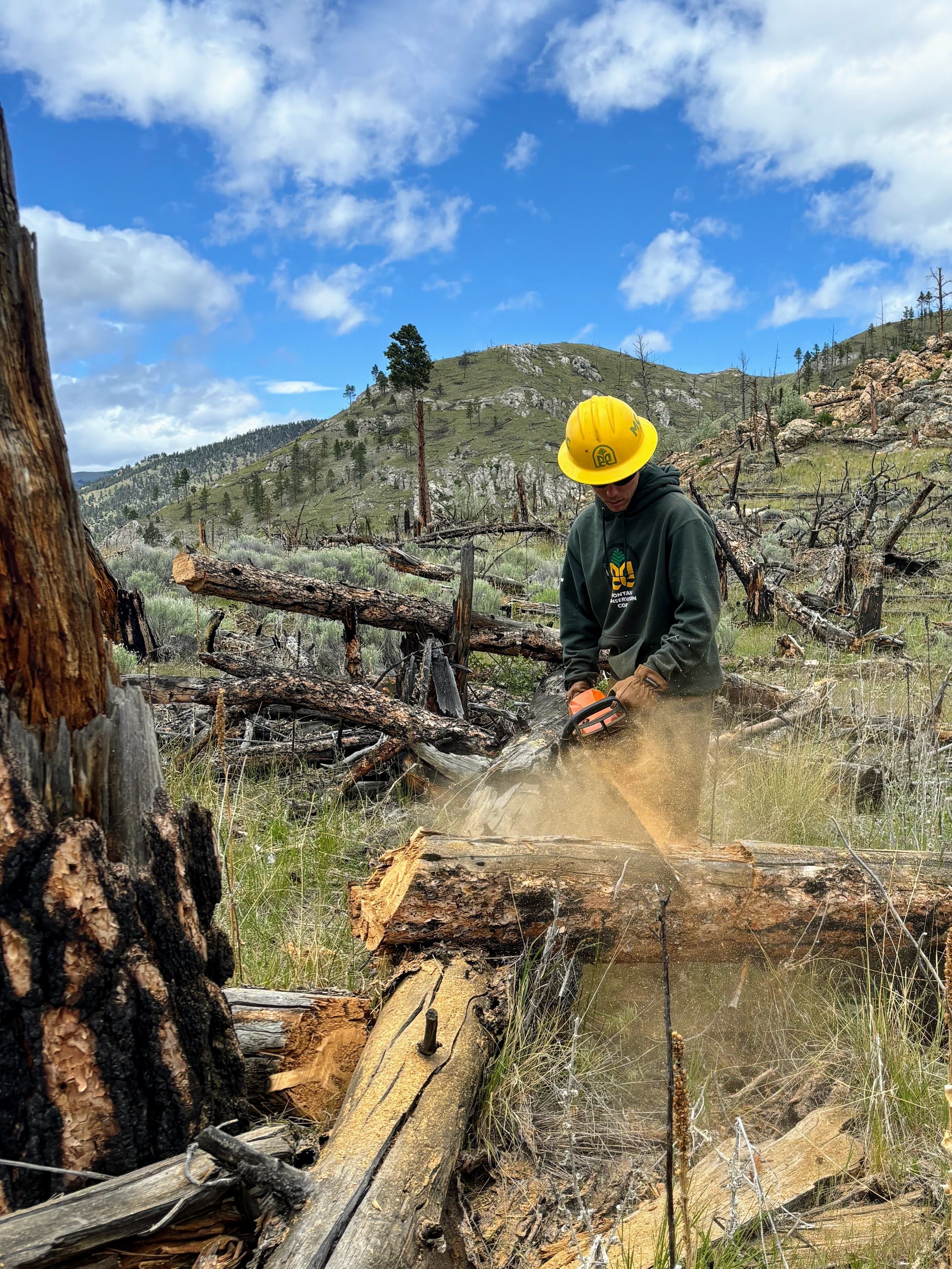 A crew member saws a downed log