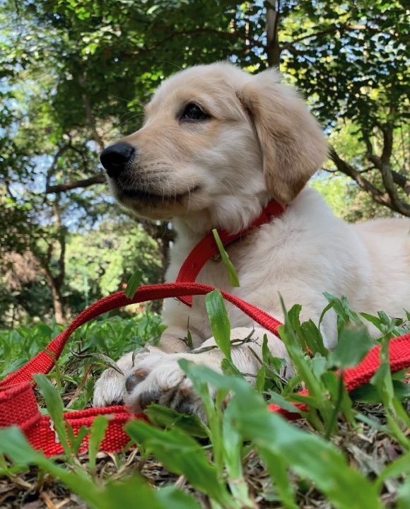 Golden retriever puppy at park