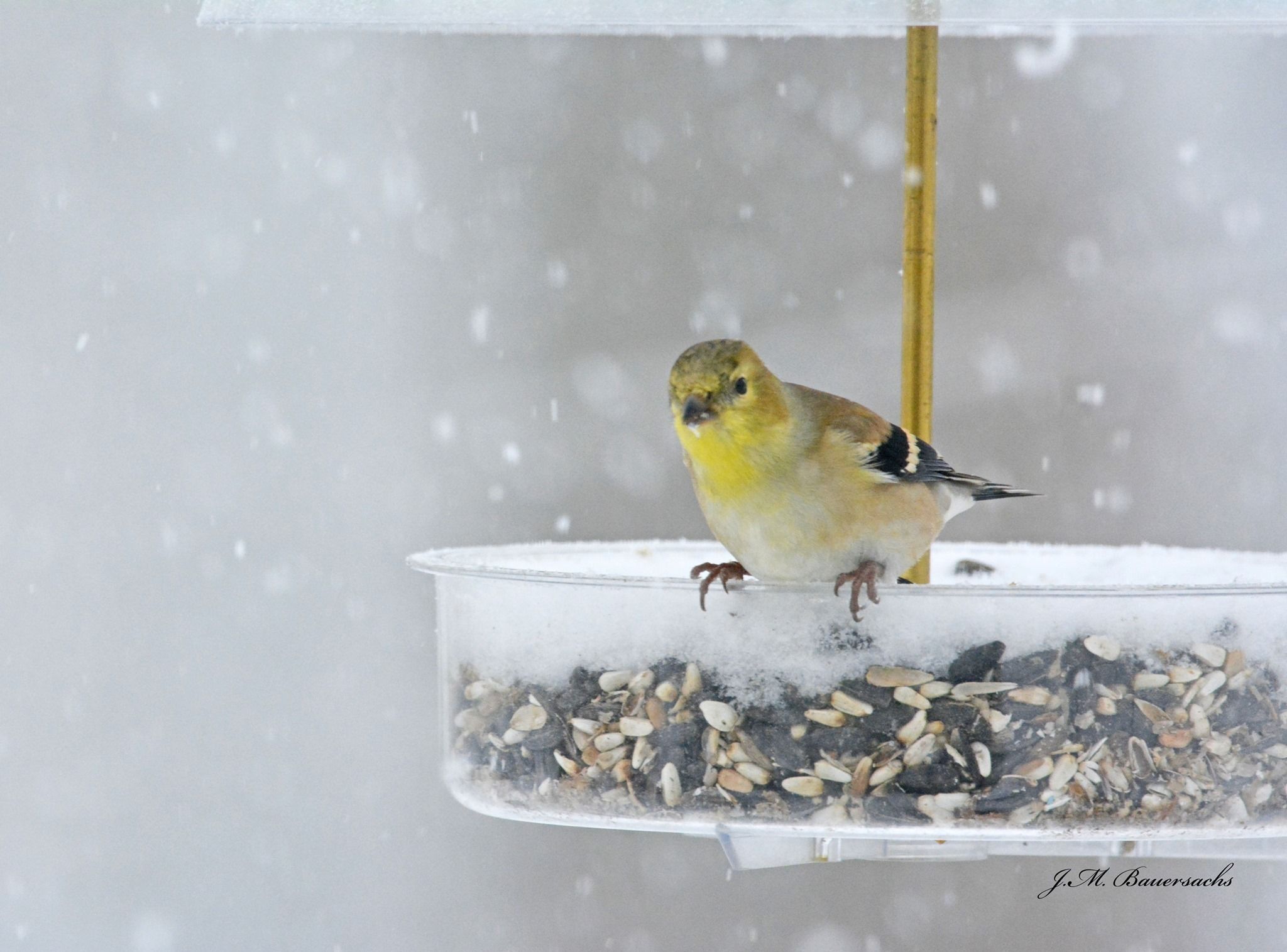 Bon appétit for birds: It’s time for the Seed Sale