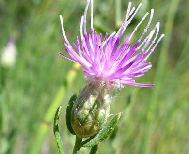 Russian Knapweed