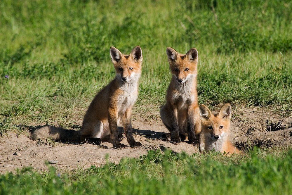 Fox puppies outside of their den