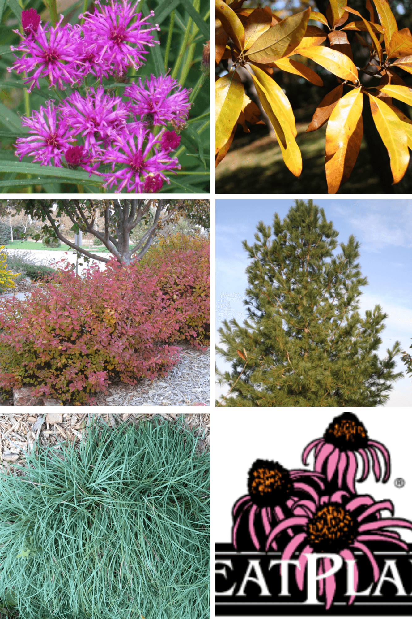 Iron Butterfly Ironweed, Shingle Oak, Tor Spirea, Korean Pine, Blue Zinger Sedge, Great Plants Logo