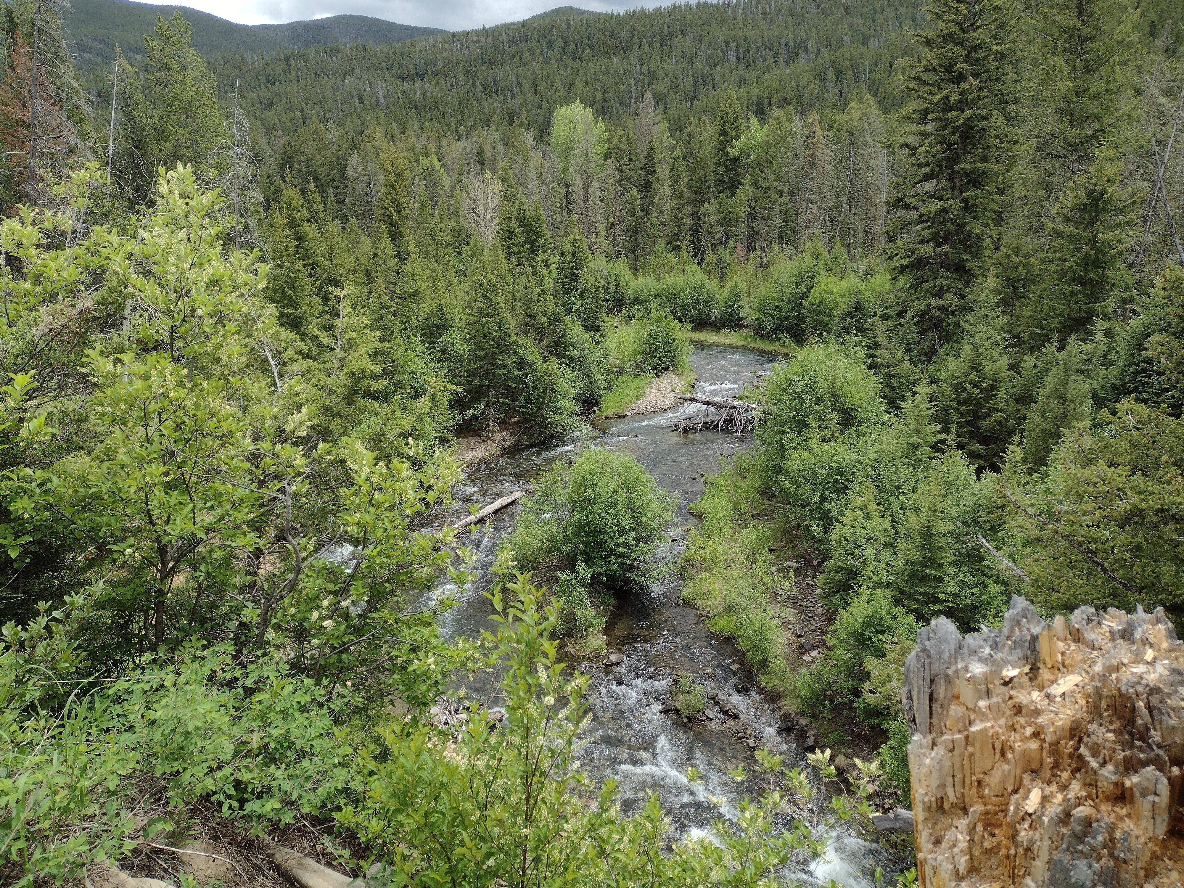 A view down into a river gully. The sides of the gully are full of green brush and trees, and the water of the stream rushes through the gully.