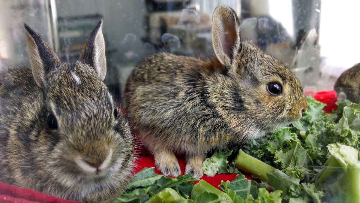 Cottontail Rabbits : Found a Wild Animal? : Wildlife Help : Nebraska