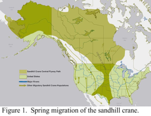 sandhill crane food web