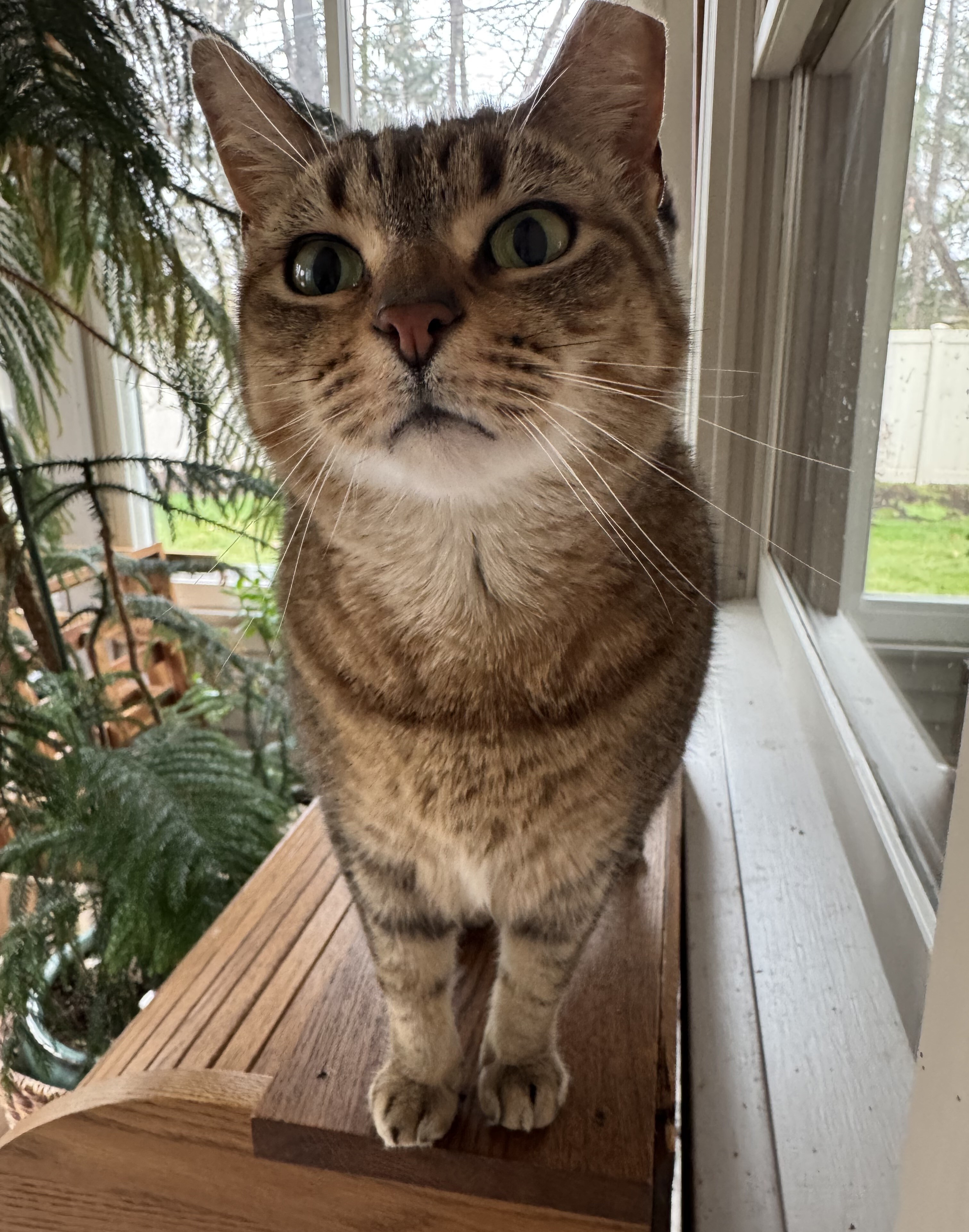 Penny