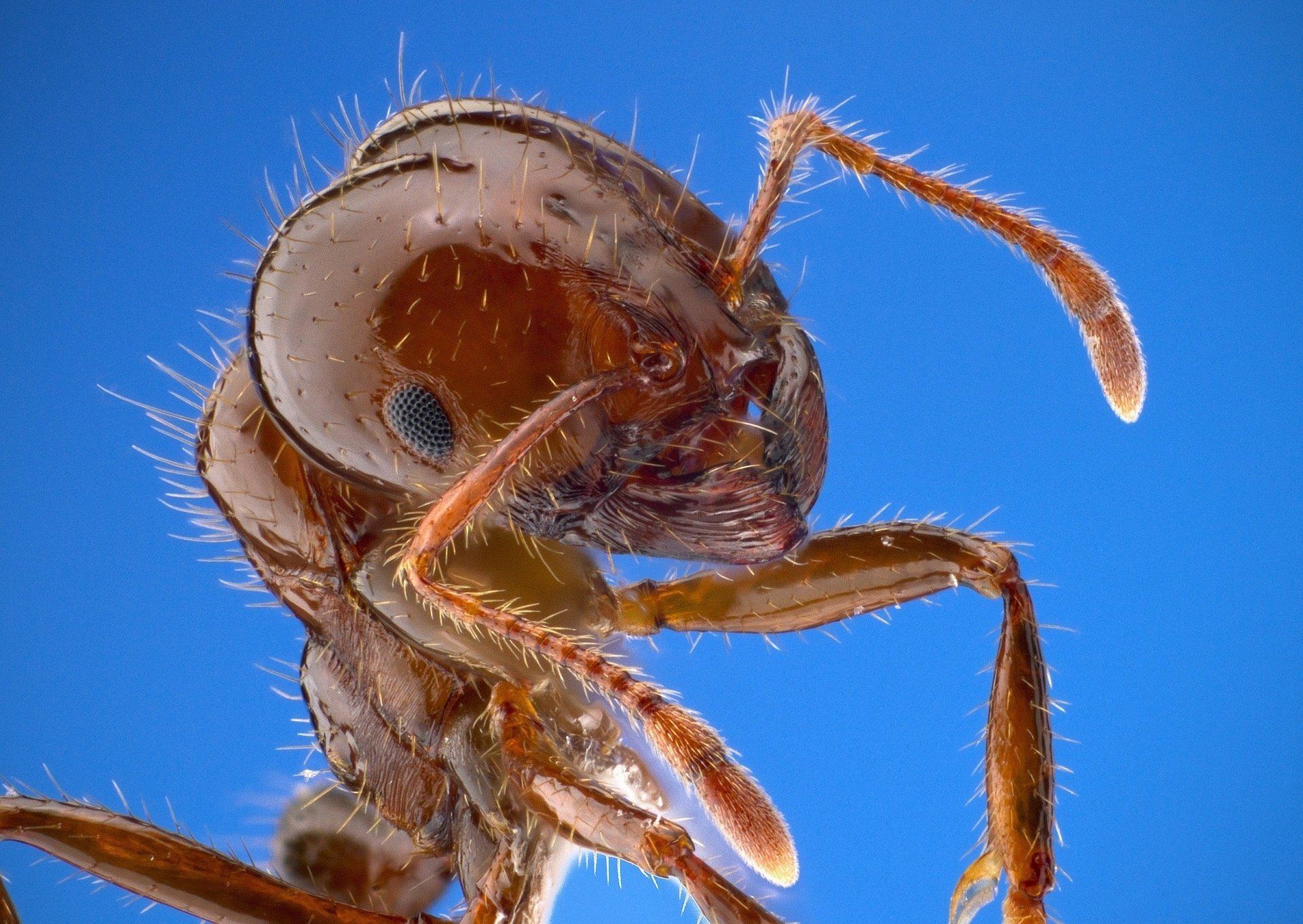 close up photo of an ant