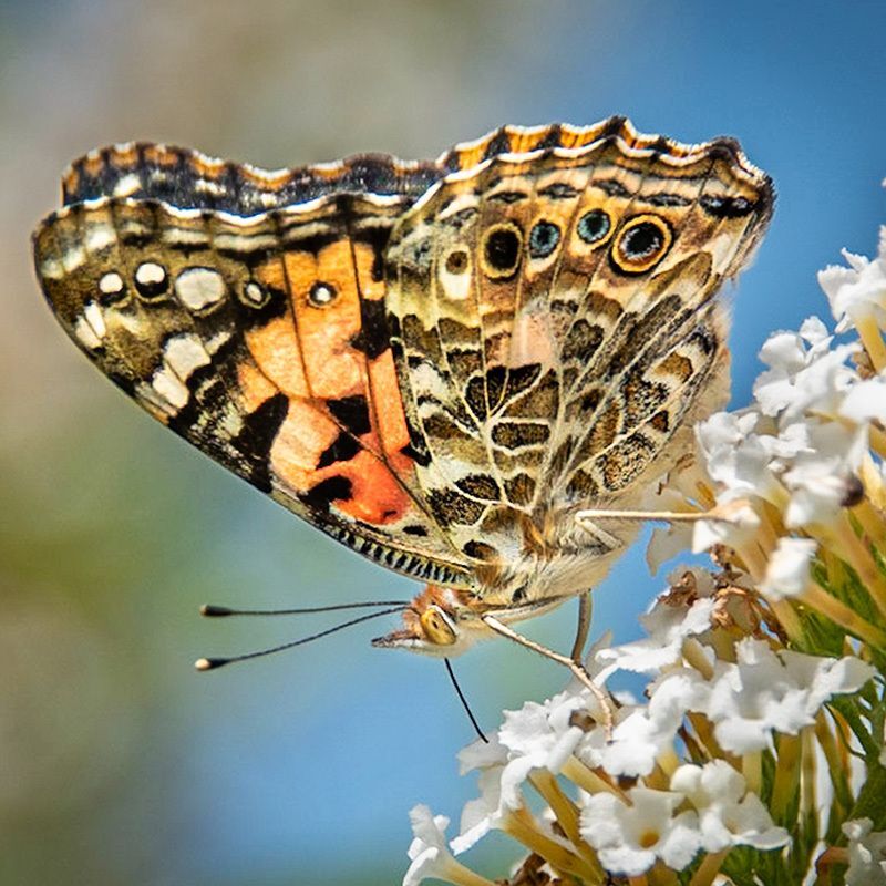 A Painted Lady on white flowers