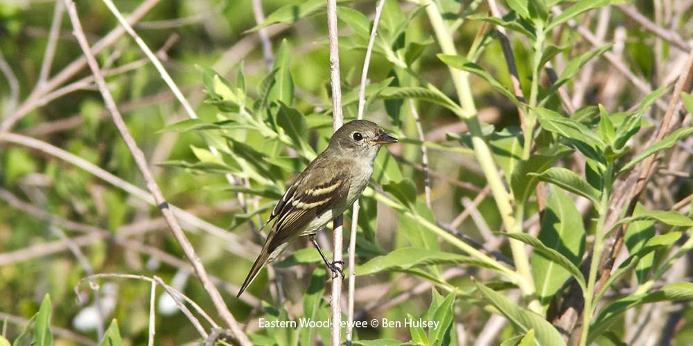 Eastern Wood-Pewee