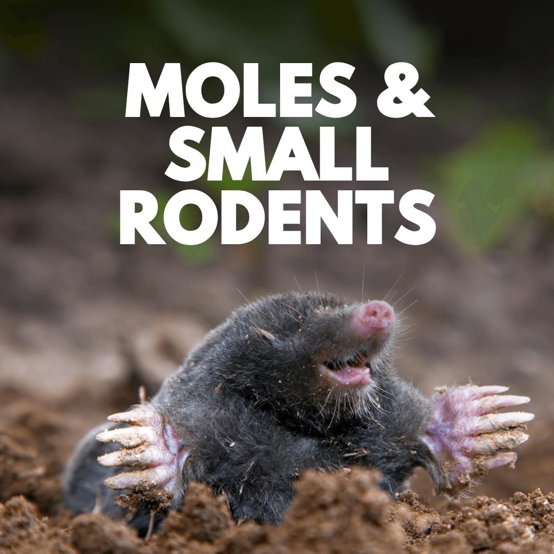 Moles & Small Rodents