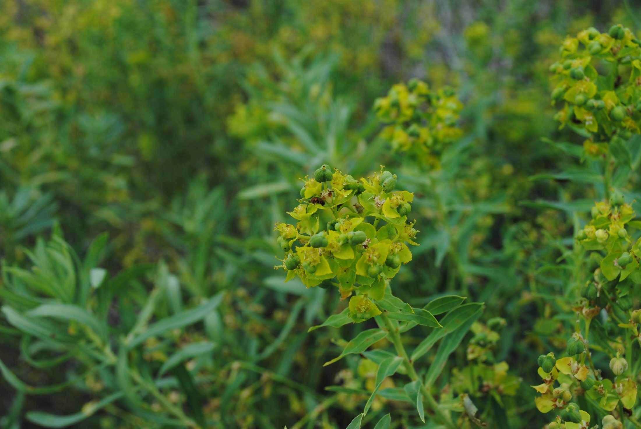 Leafy Spurge