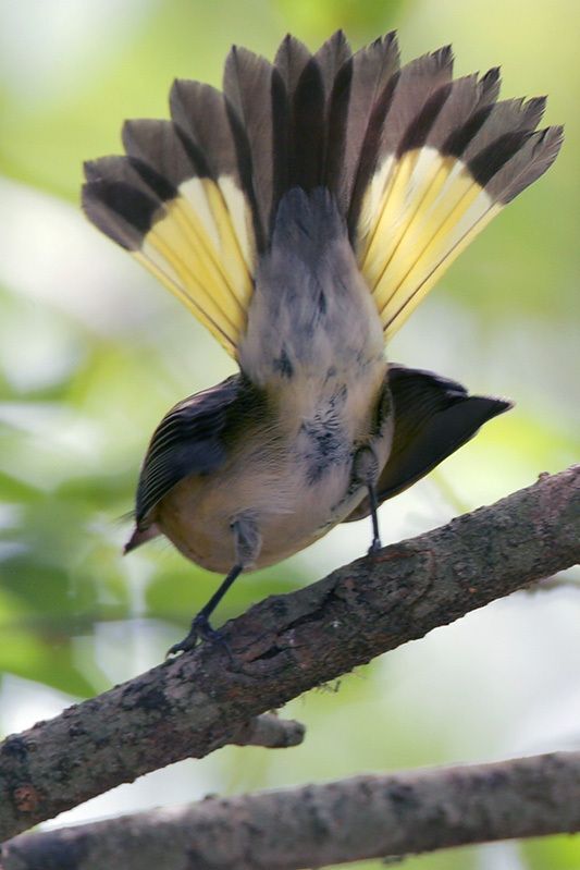 American Redstart