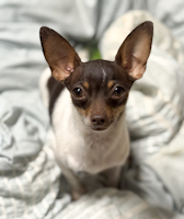 Chi Chi