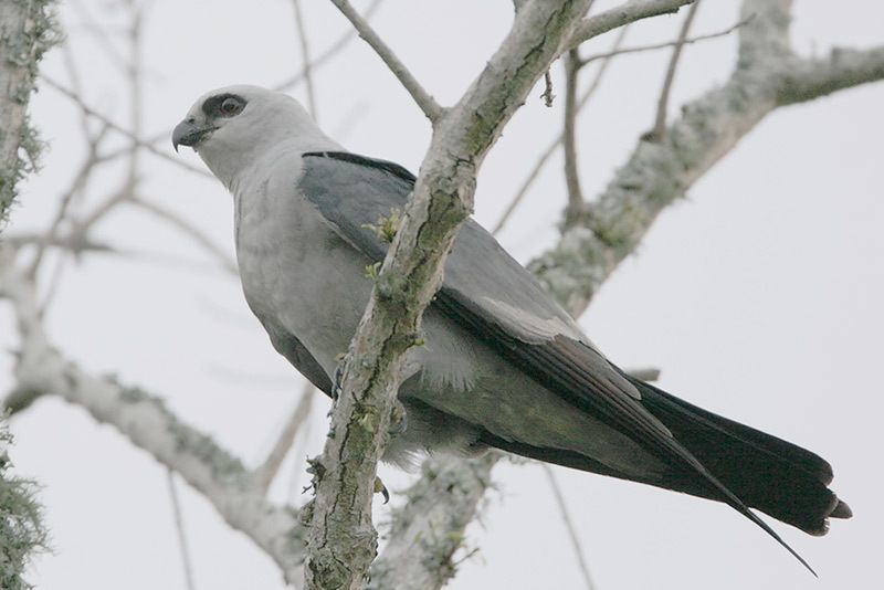 bird mississippi kite