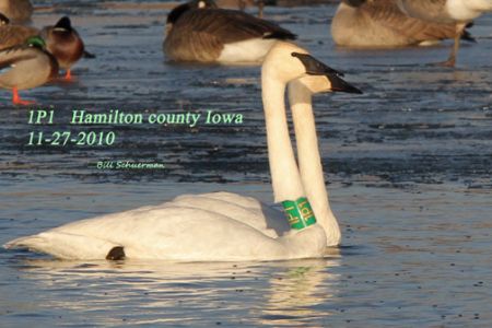 THIRD WINTER RELEASE OF TRUMPETER SWANS IN ARKANSAS