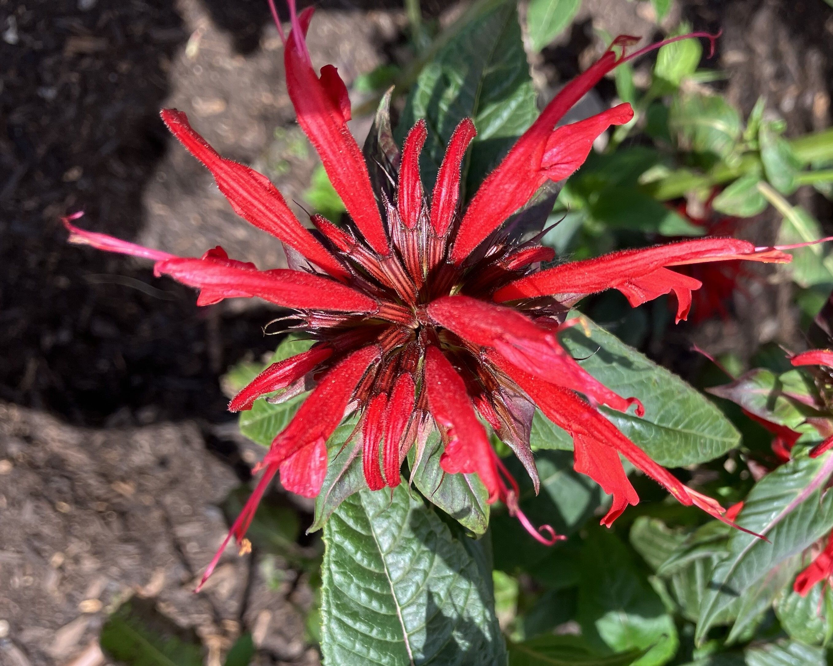 Bee Balm