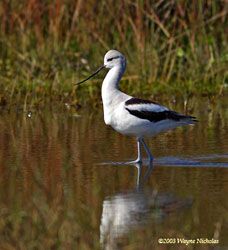 American Avocet (winter plumage)