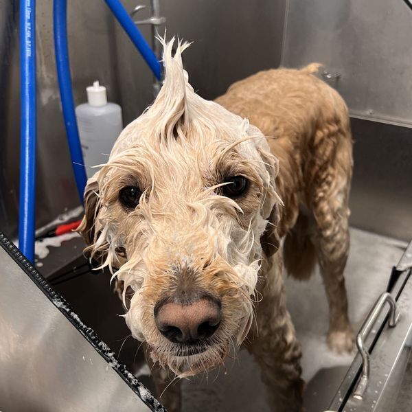 Grooming Services