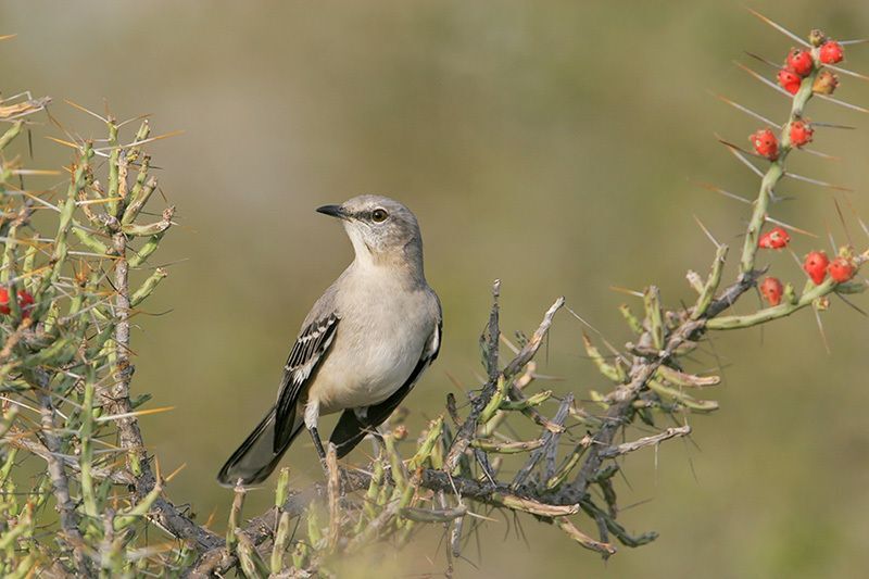 Northern Mockingbird