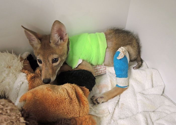 Healing Rescued Coyote Pup in Cast