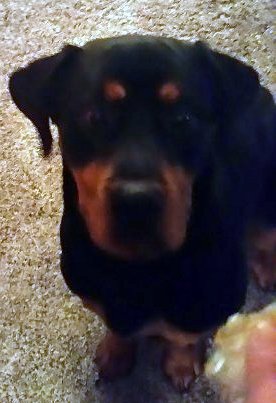 Lenny - ADOPTED