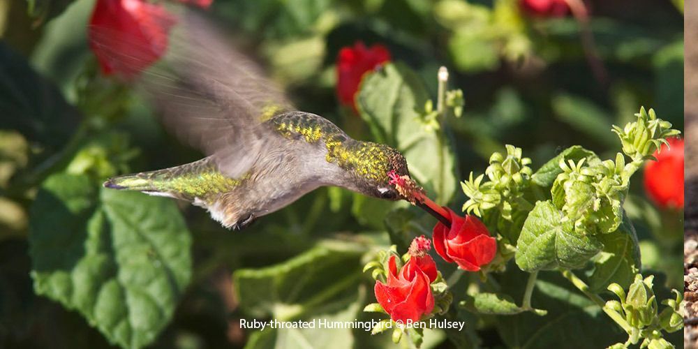 Ruby-throated Hummingbird