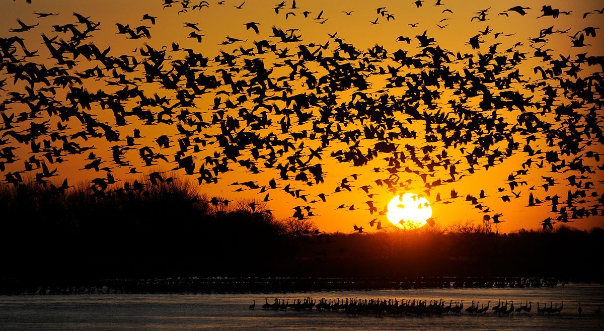 Birding Hotspots for Spring Sandhill Crane Migration