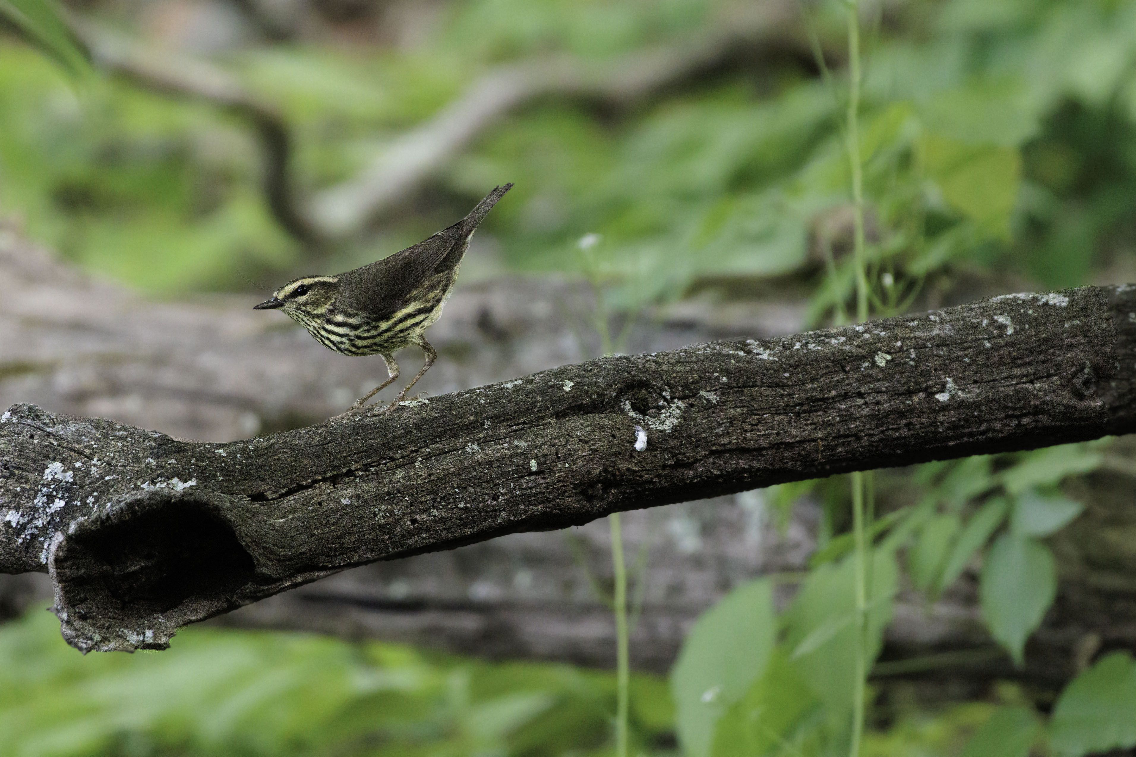 Northern Waterthrush on a Branch in the Forest