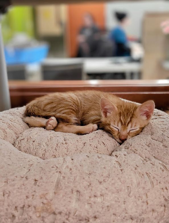 Our Kittens Need Your Help!