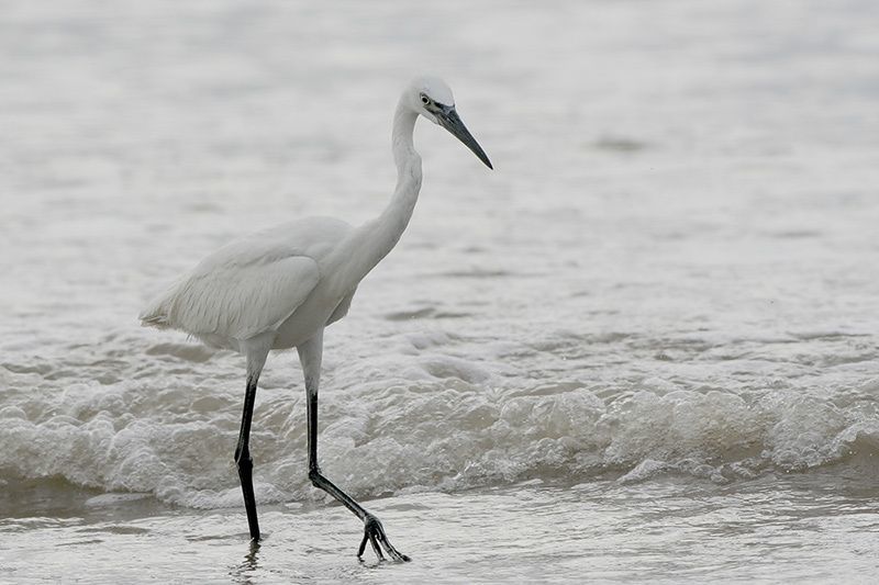 Reddish Egret (white morph)